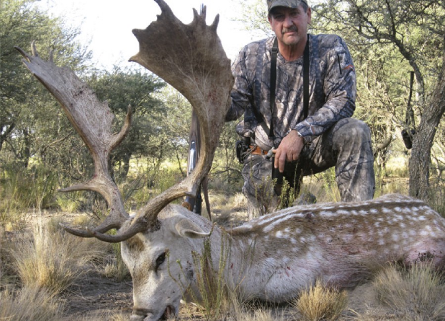 Gold Medal Fallow Deer Los Molles